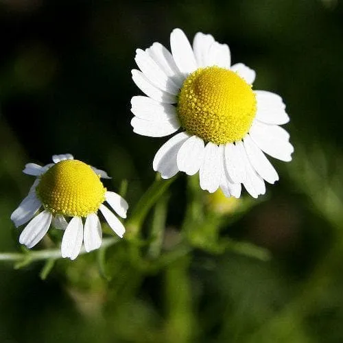 Chamomile, Roman